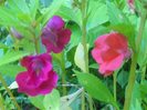 balsamine