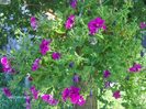 PETUNIA de la Ioana