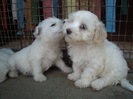 Westie-Maltese