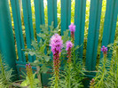 LIATRIS