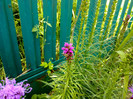 liatris
