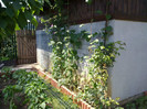 clematite 3 bucati
