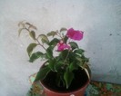 bougainvillea achizitionata azi