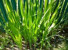 gladiole Acidanthera neinflorite 10.07.2011