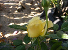 Golden Silk(Melissa)