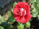 DSC02515