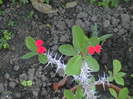 Picture 018