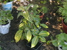 aphelandra s-a dus