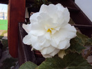 DSC02537