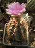 Thelocactus bicolor