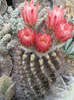 Neochilenia jusieui