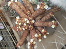 Mamillaria Elongata Anguineea