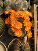 Mediolobivia flavistyla