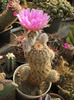 Echinocereus fricii