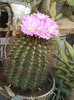 Acantocalycium violaceum