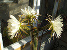 Trichocereus spachianus 2