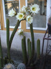 Trichocererus spachianus 5