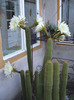 Trichocereus spachianus 6