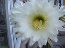 Trichocereus spachianus floare