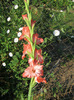 Gladiole 1