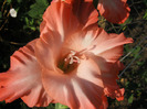 Gladiole 2