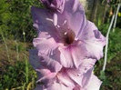 Gladiole 3