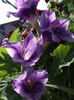 gladiola mov