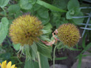 DSCF4218