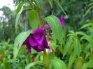 balsamine
