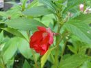 balsamine