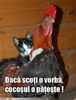 pisicul-omoara-cocosul