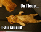 poze-amuzante-pisica-considera-moartea-prin-impuscare-un-fleac