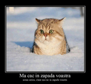poze-amuzante-pisica-in-zapada