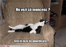 poze-amuzante-pisica-lenesa-tolanita-pe-fotoliu