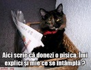 poze-amuzante-poza-amuzanta-pisica-este-nemultumita-de-faptul-ca-stapanii-vor-sa-o-vanda