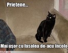 poze-amuzante-poza-amuzanta-pisica-isi-atentioneaza-stapanul-sa-nu-mai-manance-fasole