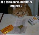 poze-amuzante-poza-amuzanta-pisica-se-drogheaza-cu-hasis111