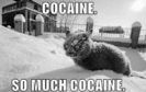 cocaine_cat_snow_much_eyes_1291859099d_02771300
