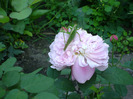 Mary rose  musafir