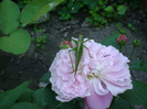 DSC04779
