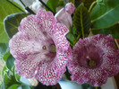 P1080646