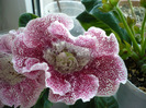 P1080649