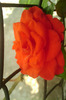 IMAG0933