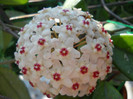 hoya