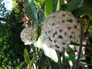 hoya