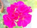 muscata