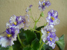 violeta