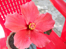 hibi Florentina37