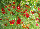 coreopsis