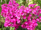 flox
